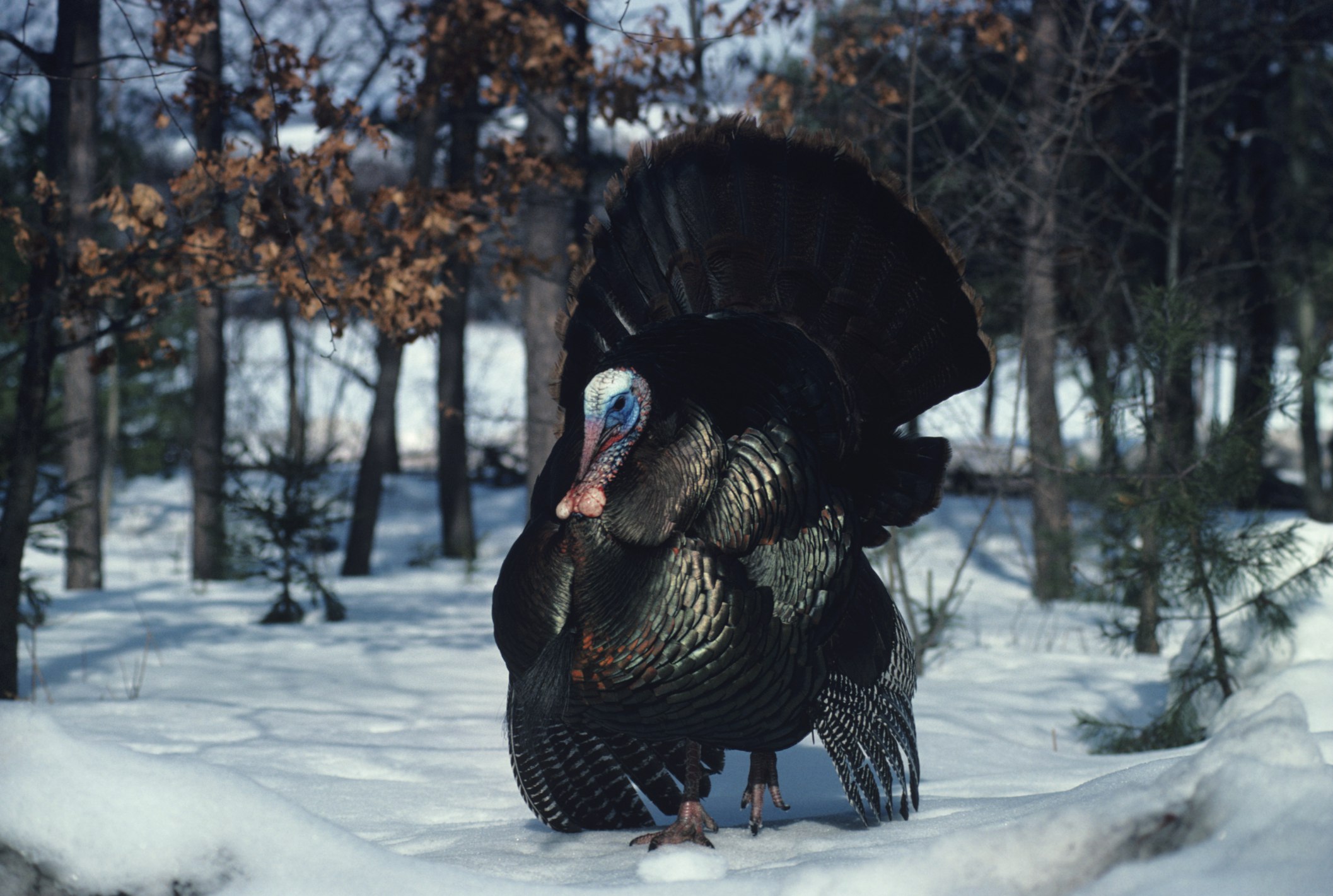 Turkey strutting on snow-covered ground in a forest with bare trees.