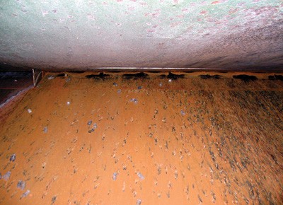 Bats hanging from a rusted metal surface in a dimly lit area, possibly a cave or structure.